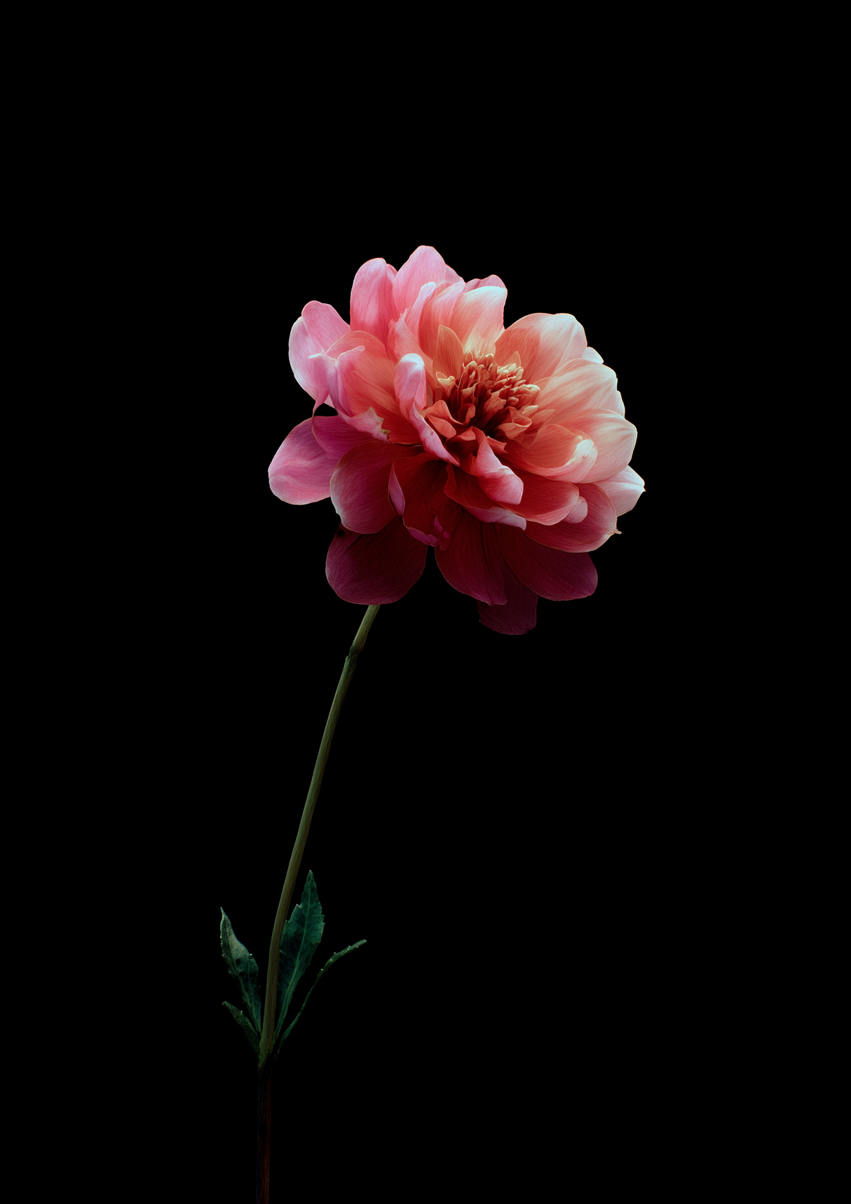 Botanical Calm Poster