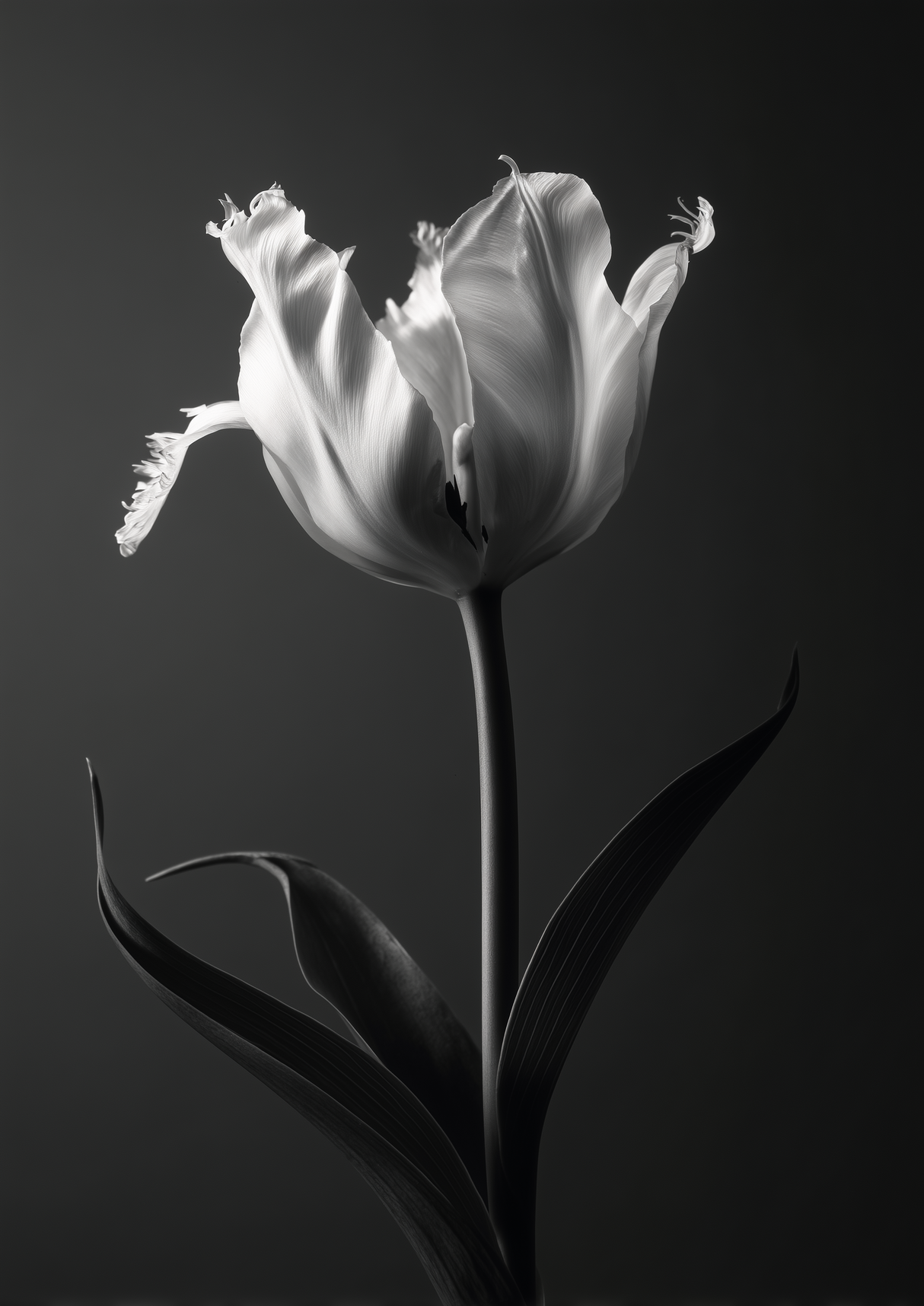 Botanical II Poster