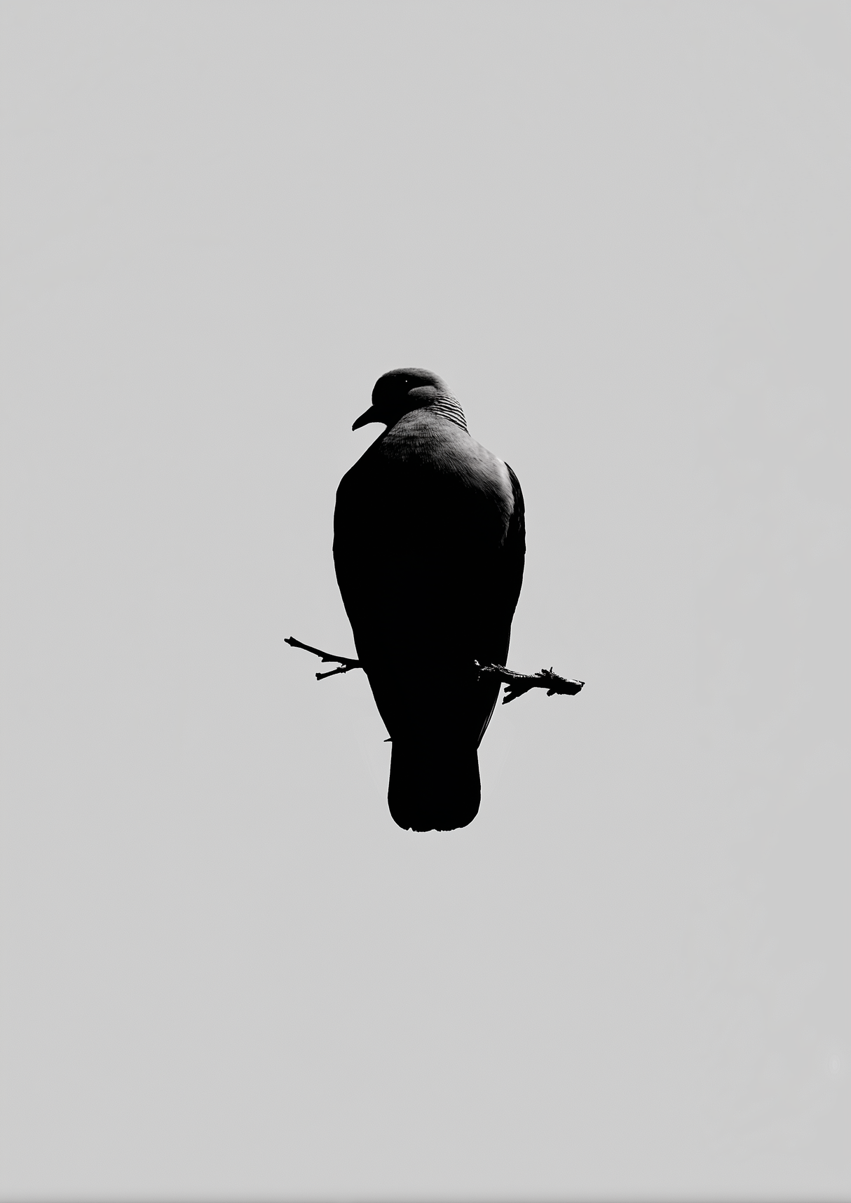 Calm Elevation Poster
