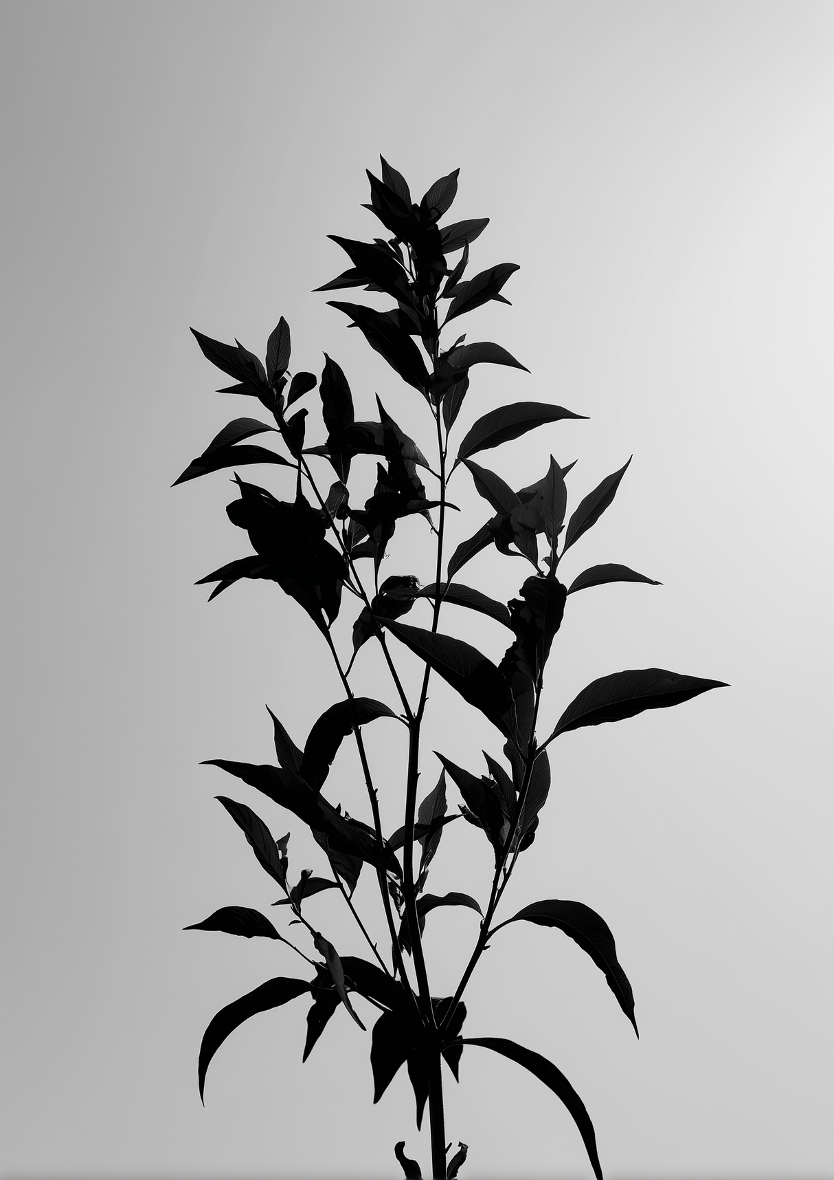 Held Plant Poster