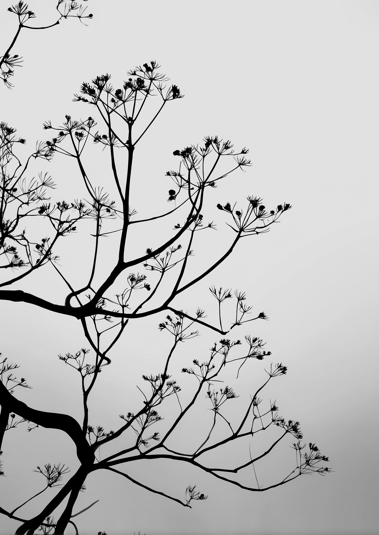 Branch Balance Poster