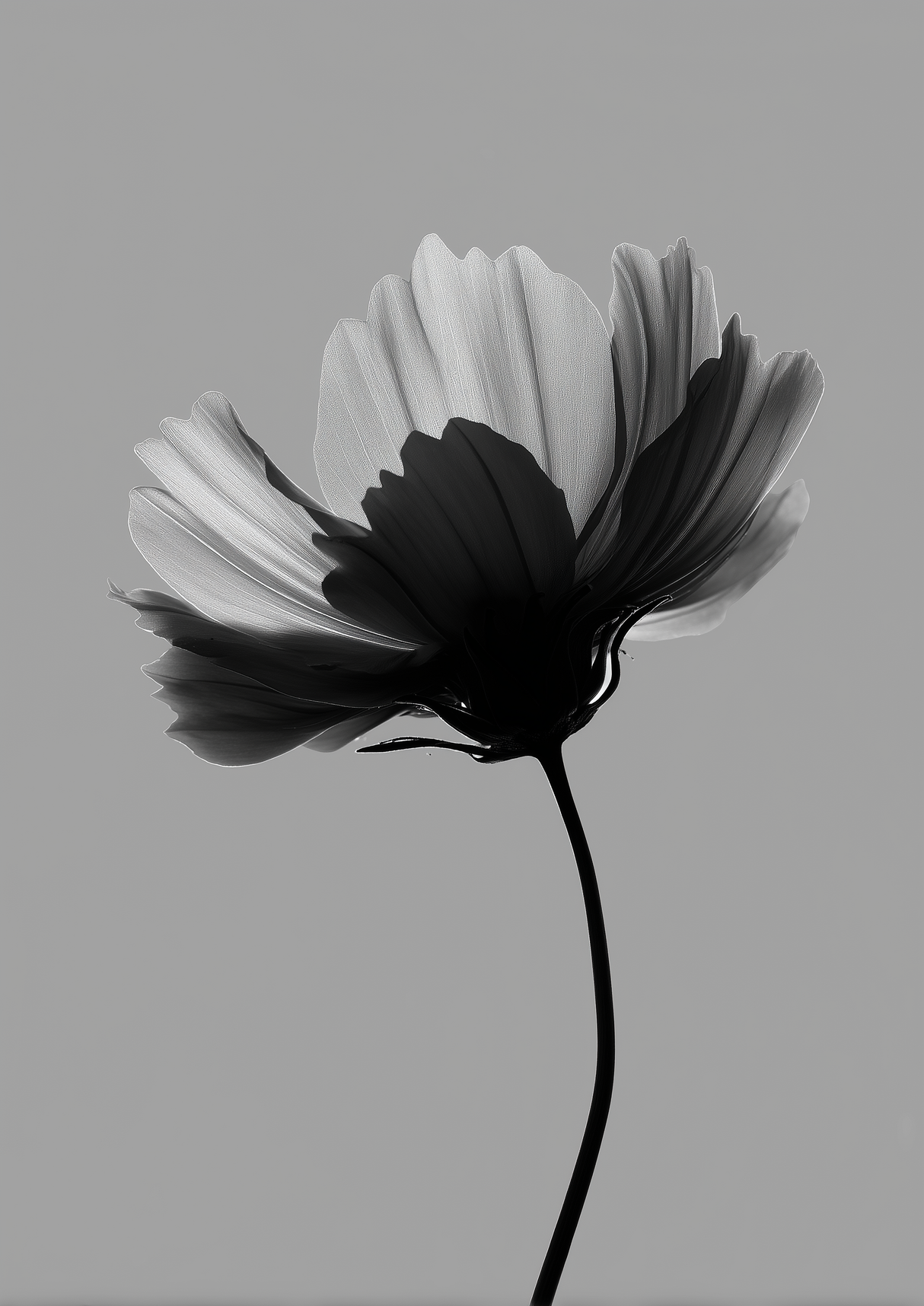 Calm Petals Poster