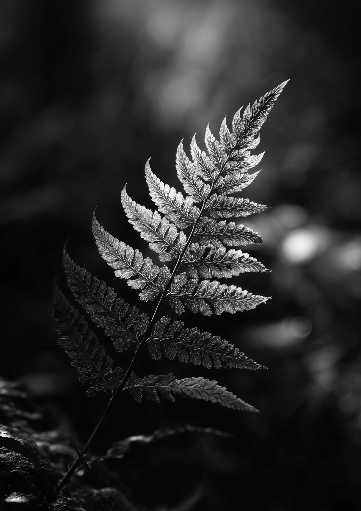 Fern Plane Poster