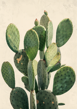 Solari Poster